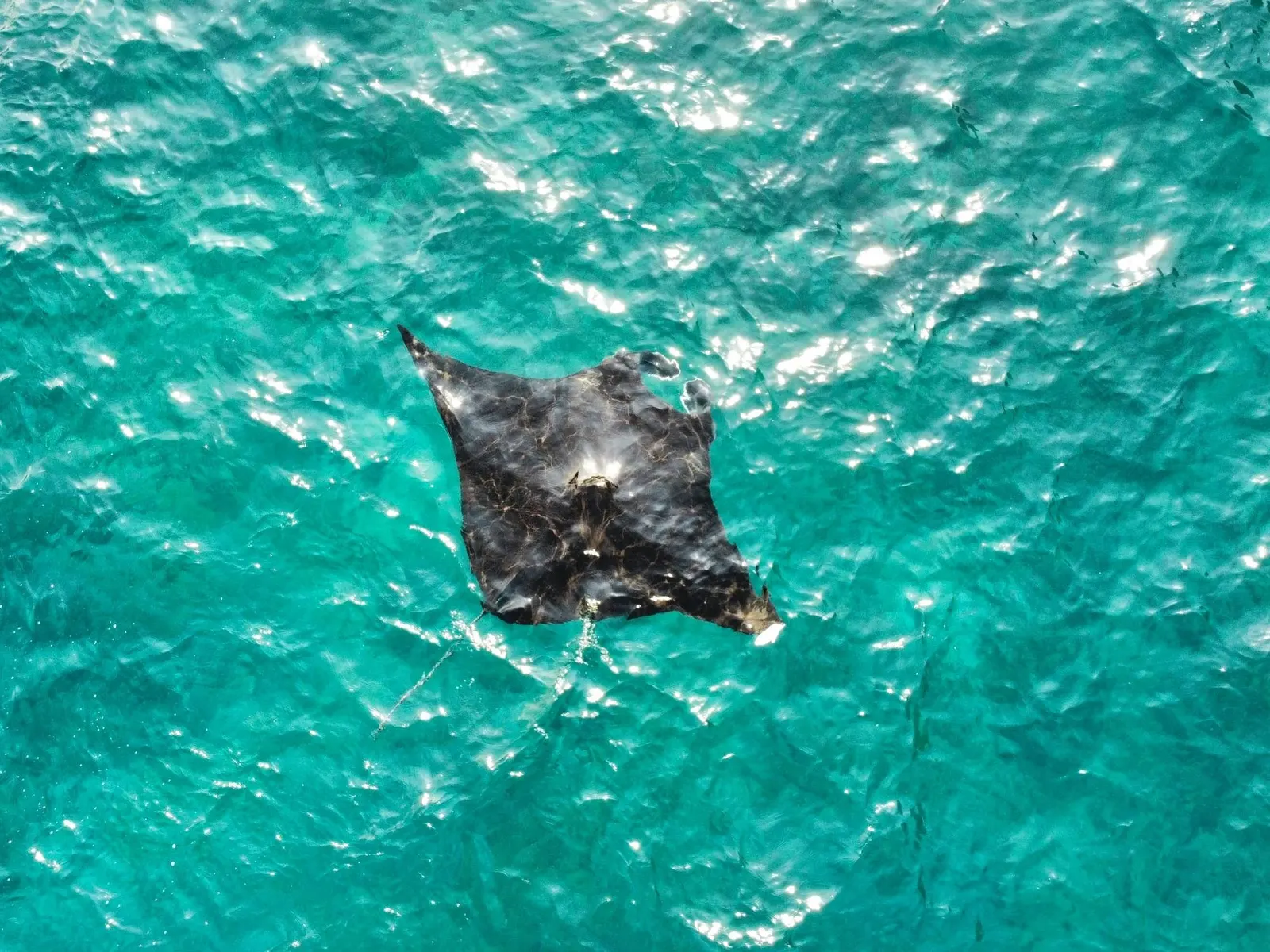 Raie manta vue du ciel, à la surface d’une eau turquoise