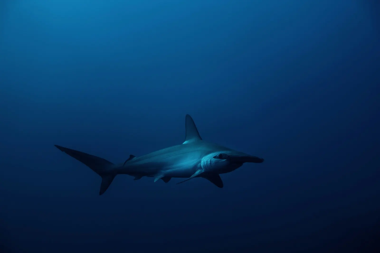 Requin-marteau halicorne seul dans le bleu