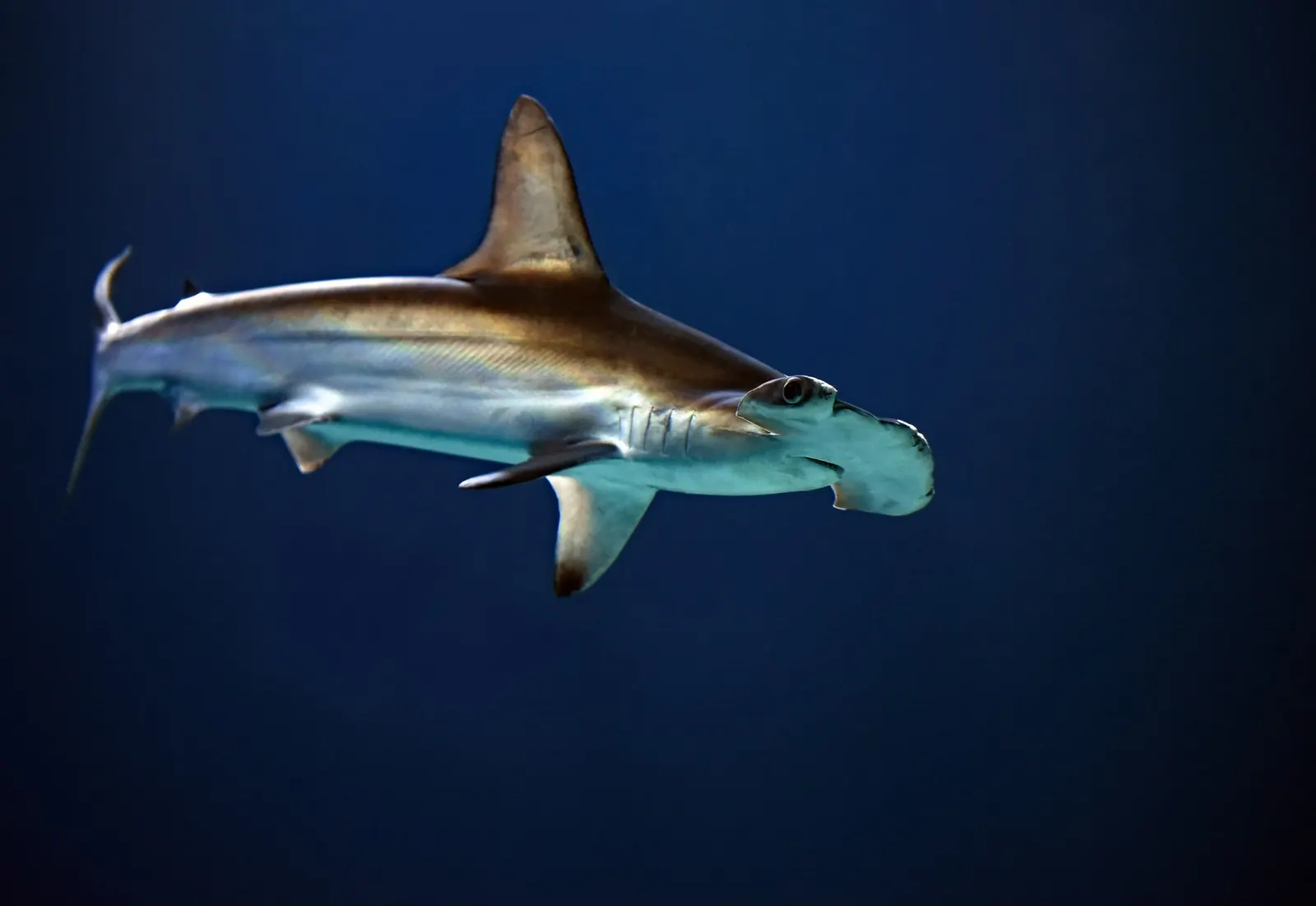 Requin-marteau halicorne de profil, sur fond bleu foncé