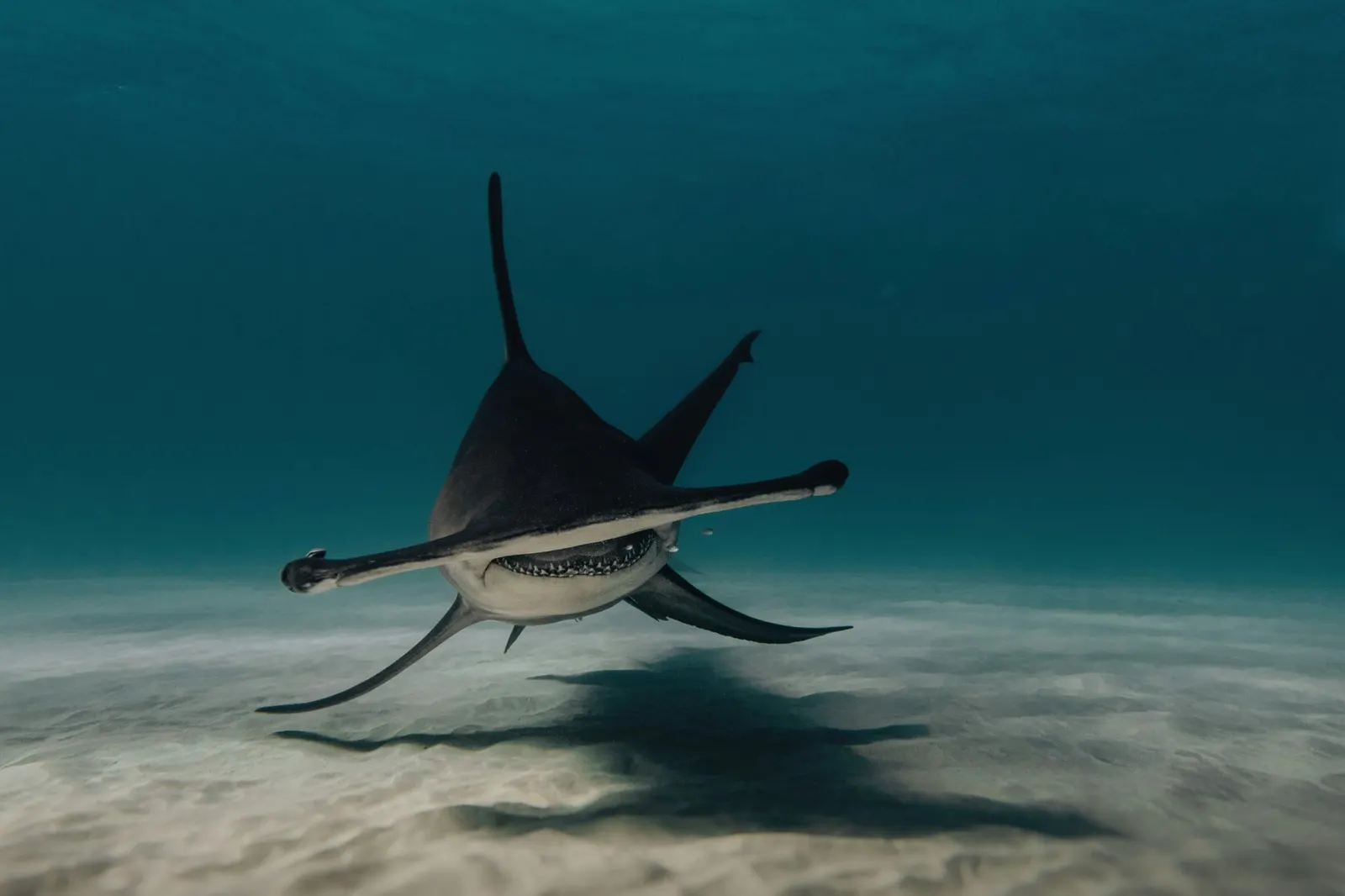 Requin-marteau vu de face au-dessus du sable