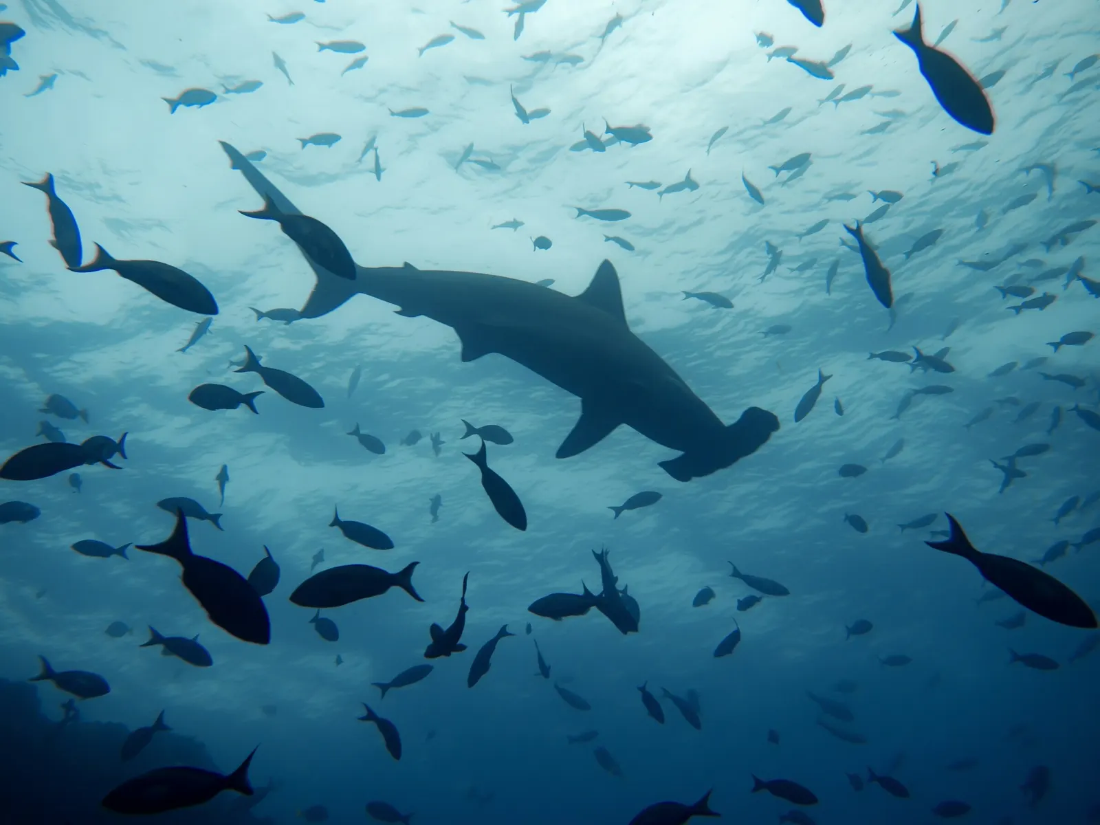 Requin-marteau vu de dessous, au milieu des poissons