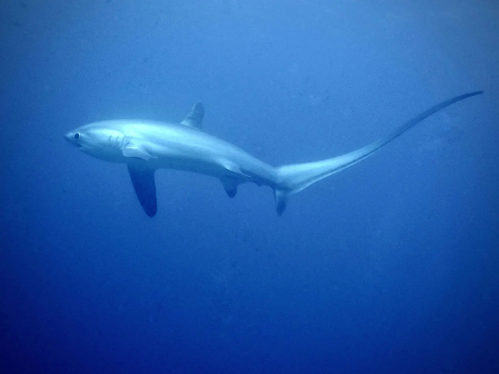 Requin-renard et sa longue queue, dans le bleu