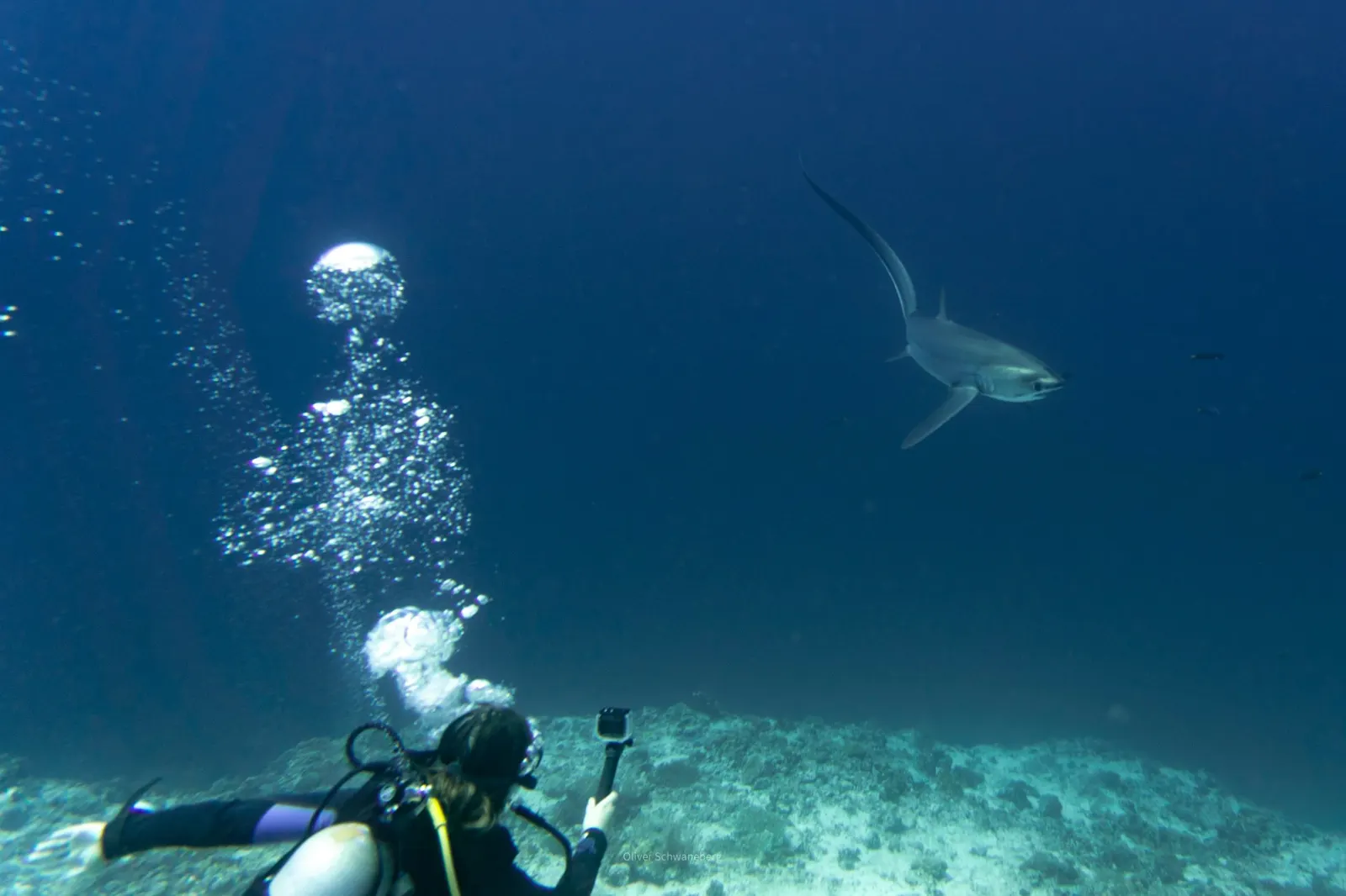 Requin-renard qui passe près d’une plongeuse avec une caméra