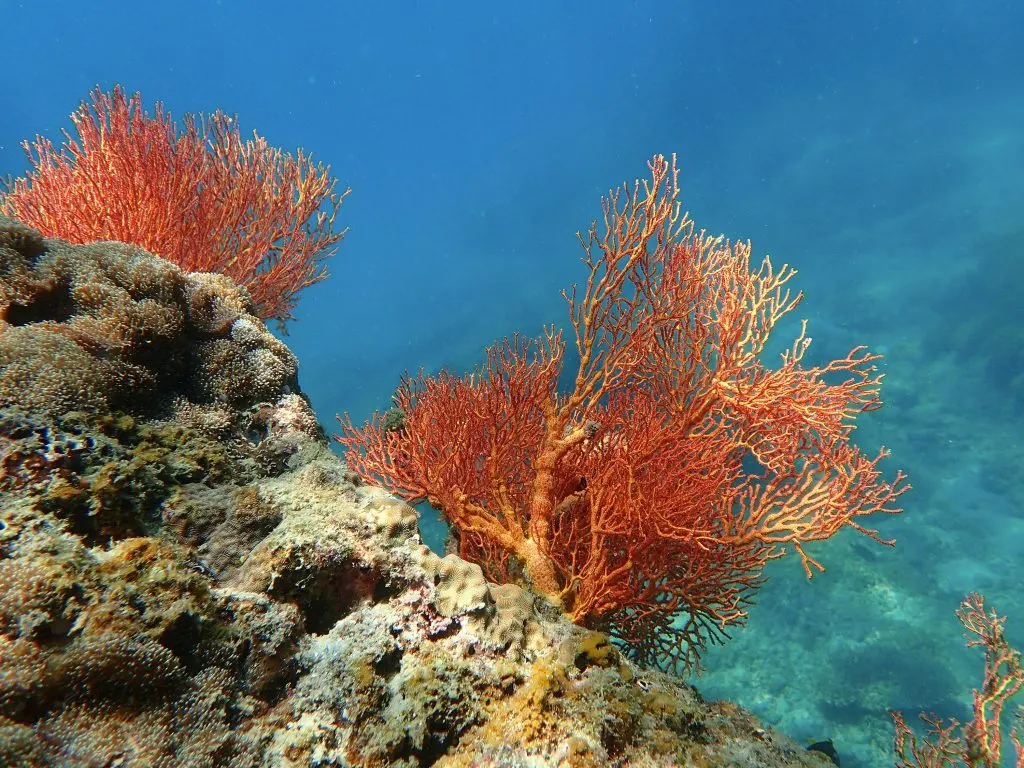 Gorgones rouges sur le récif