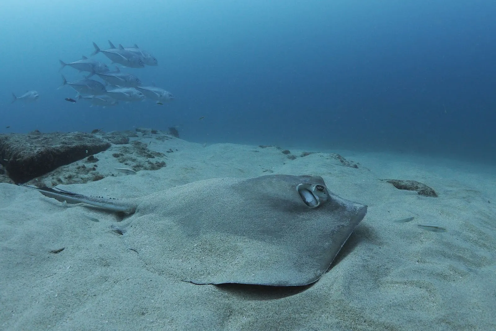 Raie posée sur le sable, avec des poissons dans le bleu