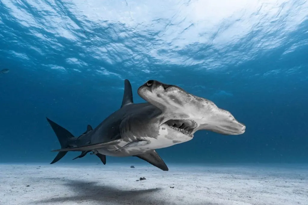 Requin-marteau au-dessus du fond