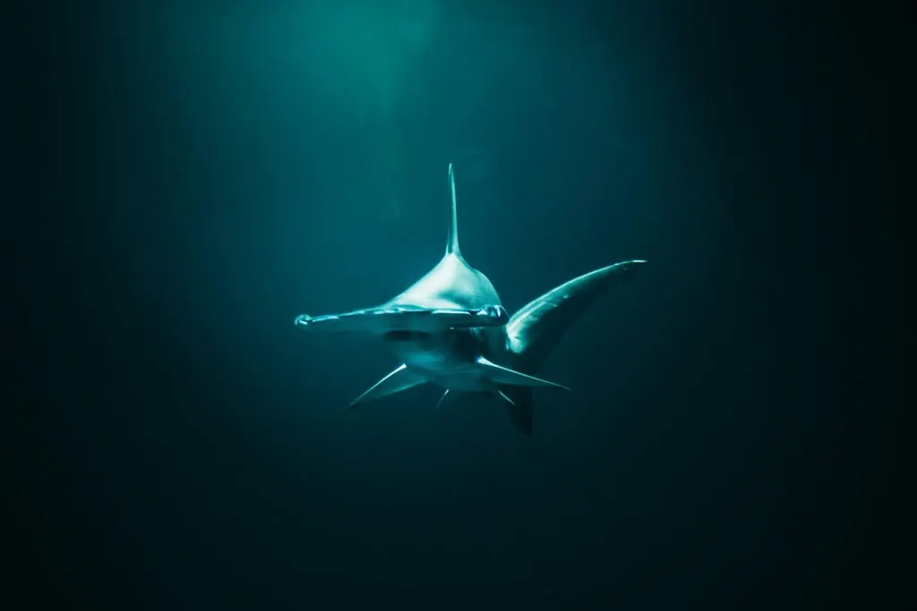 Requin-marteau au-dessus du fond, dans l'eau sombre