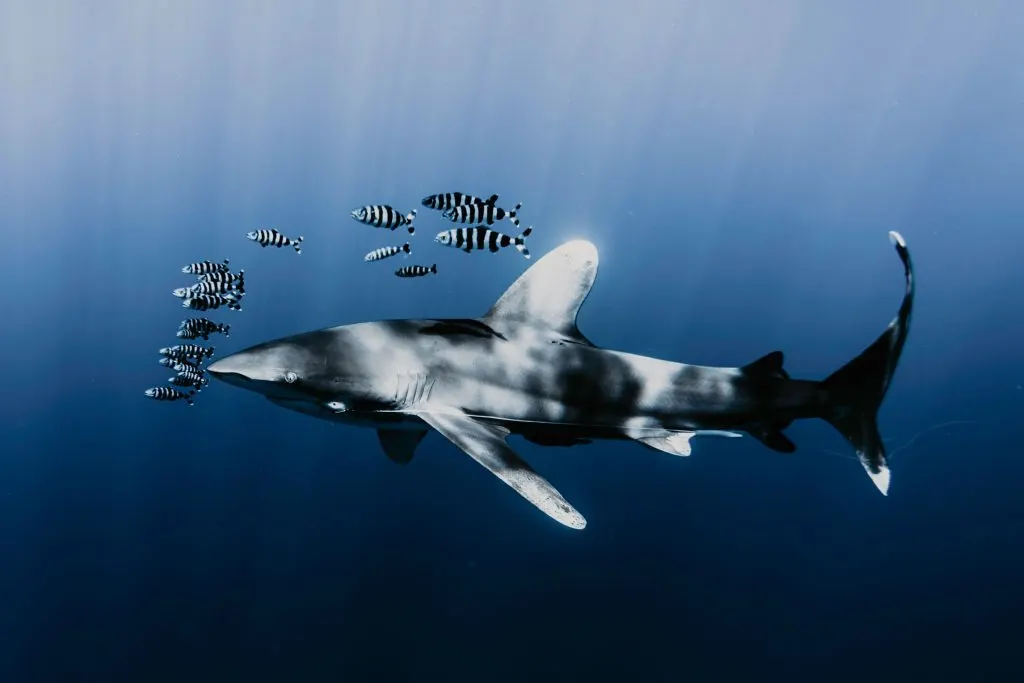 Requin longimane entouré de poissons-pilotes