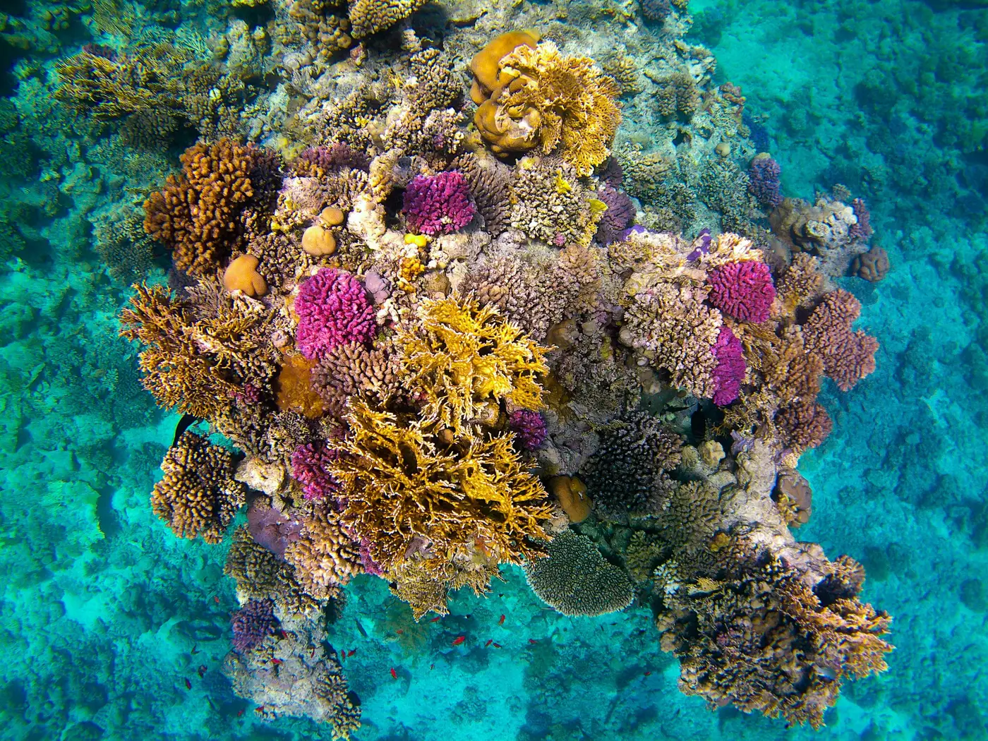 Tête de corail colorée sur un récif