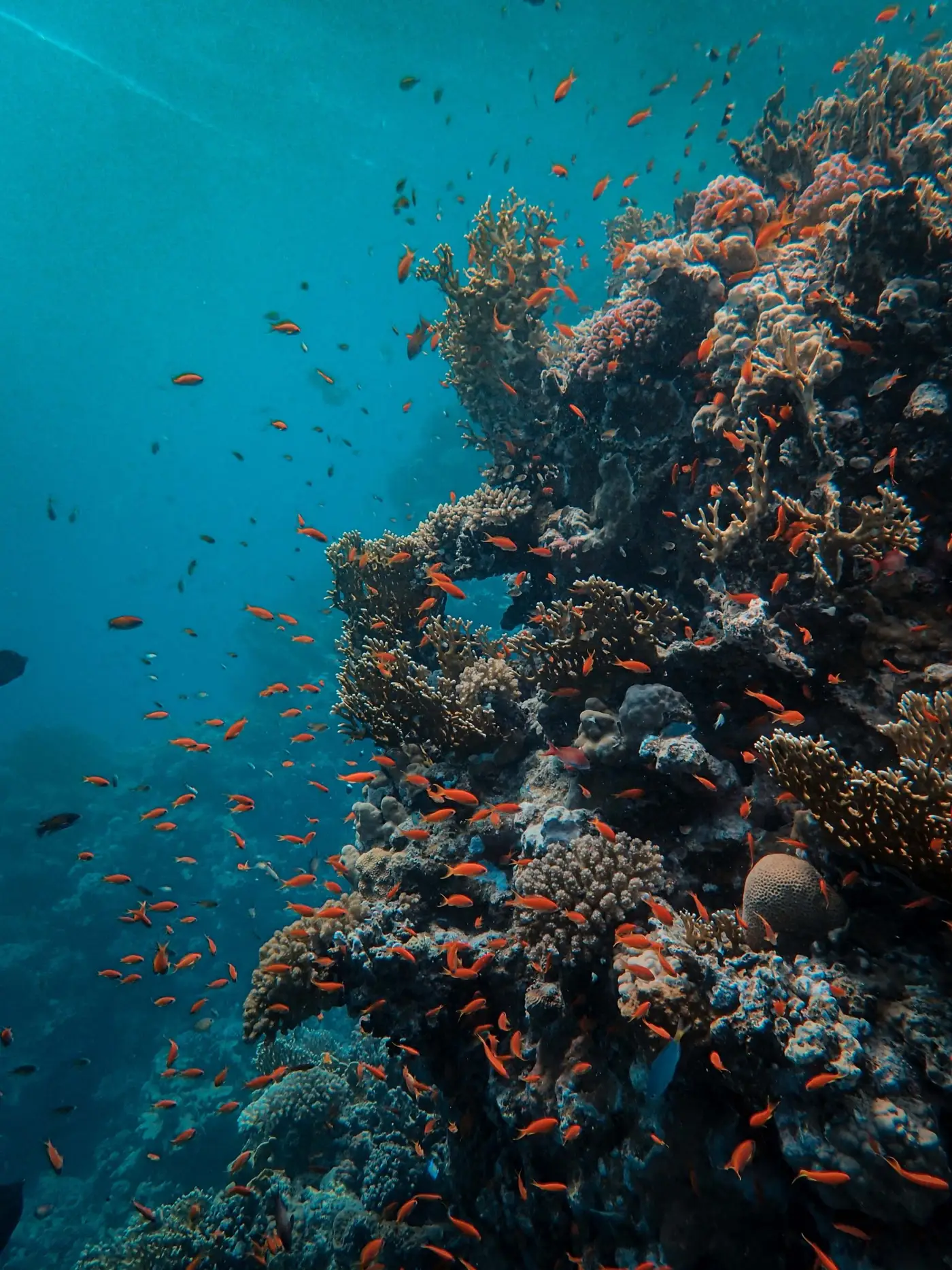 Tombant de corail couvert de poissons orange