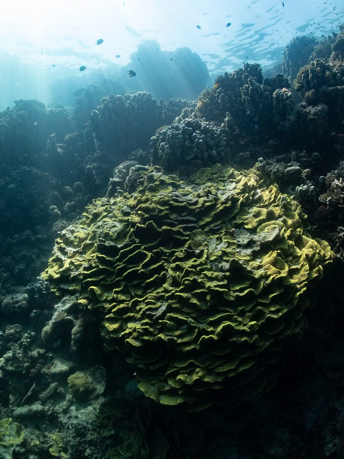 Massif de corail dans la pénombre