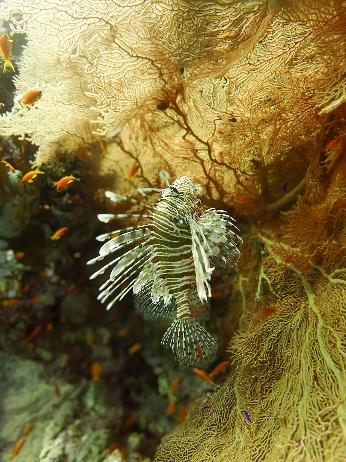 Poisson-scorpion devant une gorgone géante
