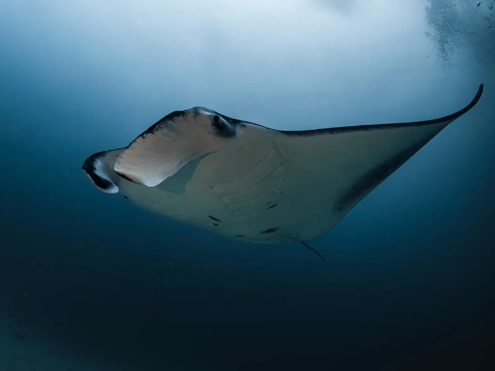 Raie manta dans le bleu, vue de côté