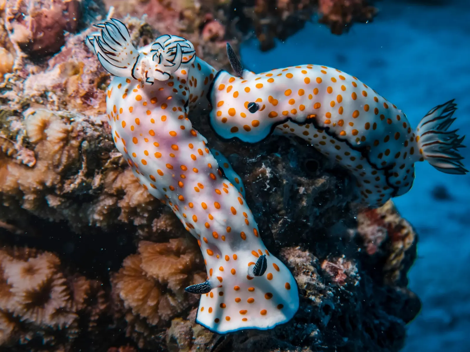 Deux nudibranches sur le corail