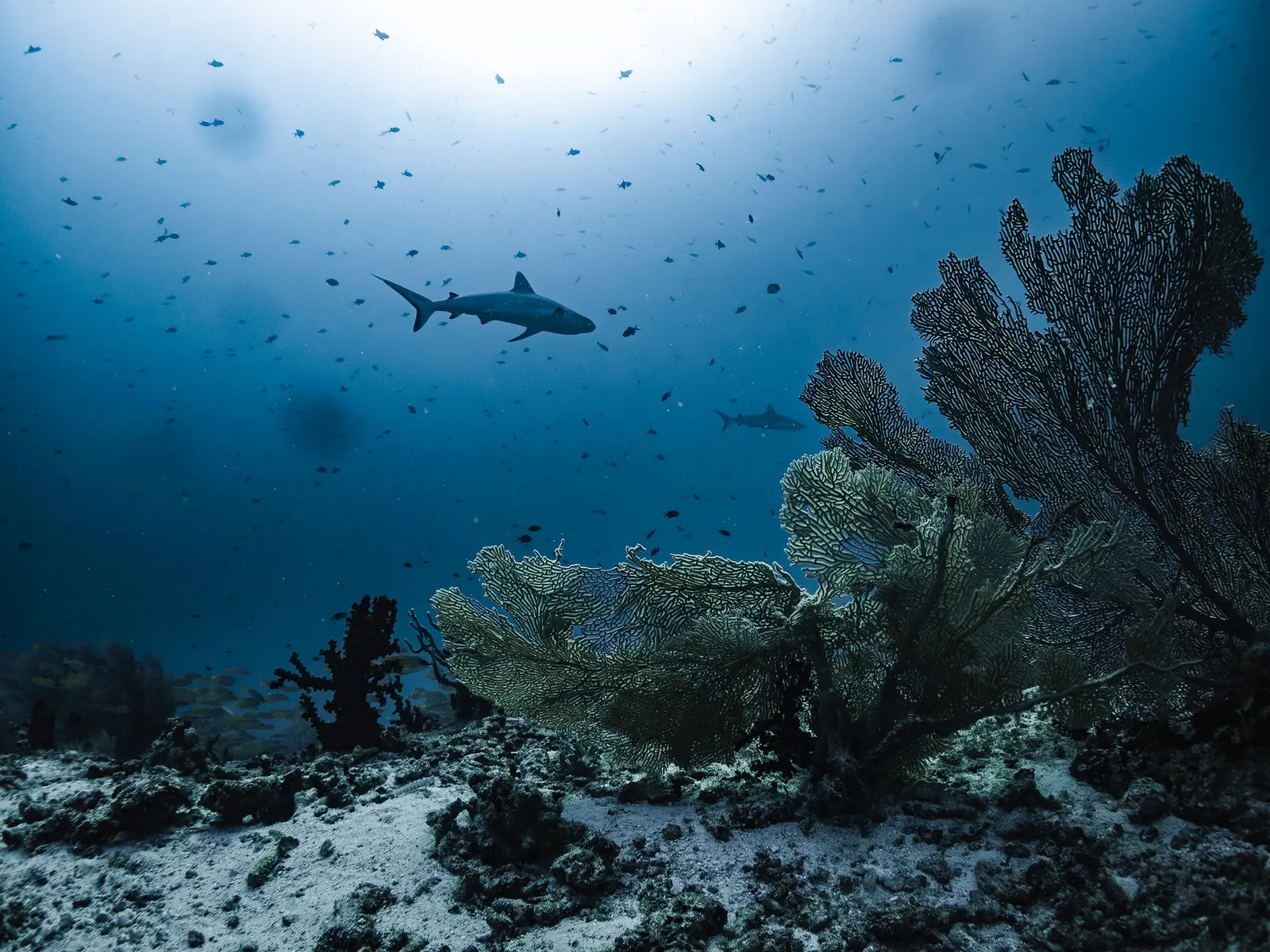 Requin de récif au-dessus des gorgones