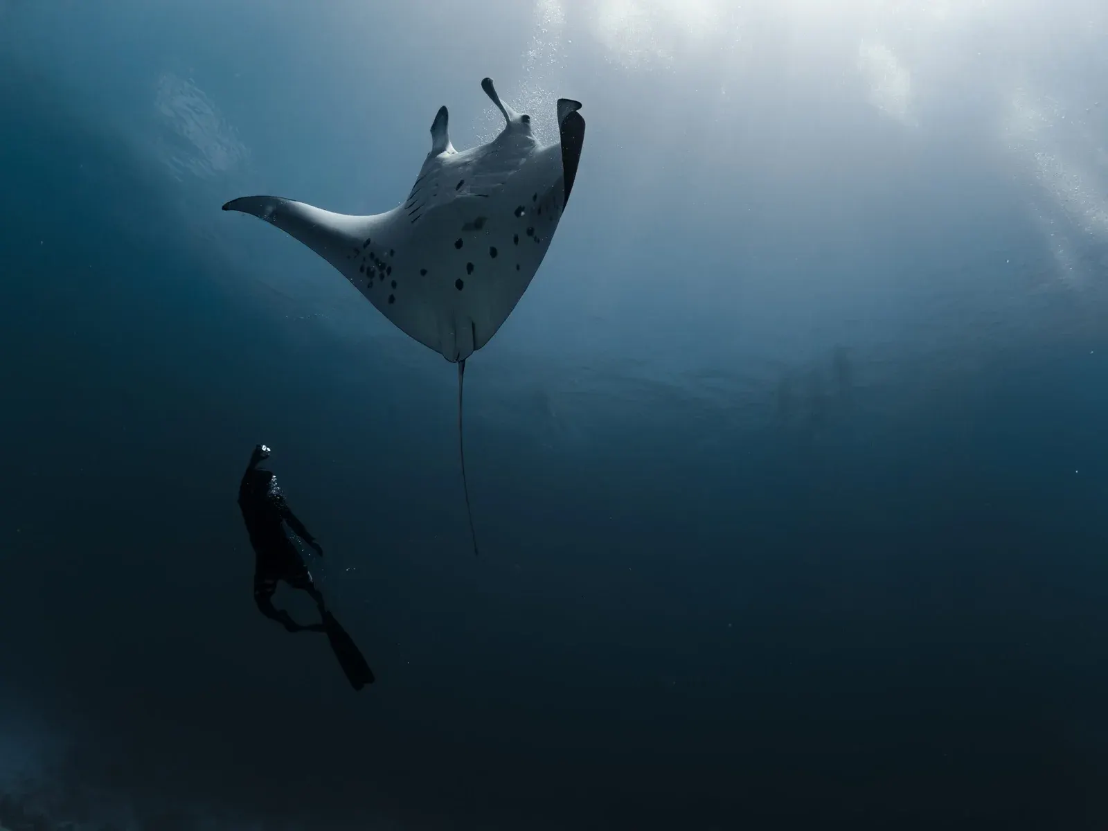 Plongeuse en apnée sous une raie manta, dans le bleu