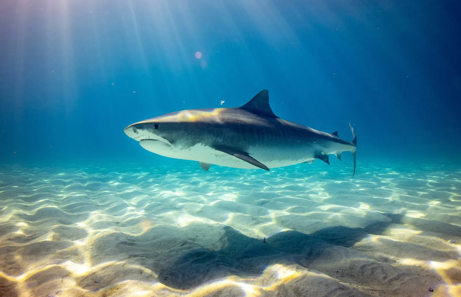 Requin-tigre au-dessus d'un fond de sable clair