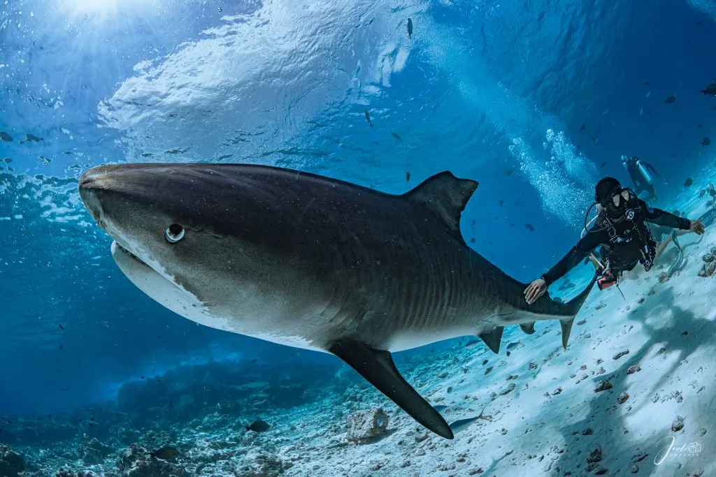 Requin-tigre et plongeuse près du fond, Fuvahmulah