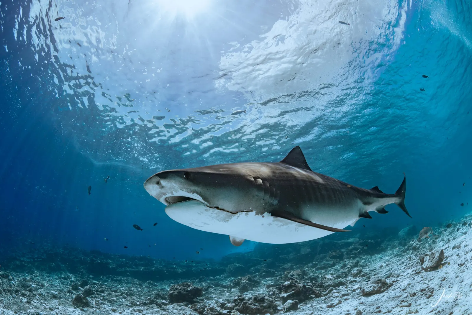 Requin-tigre au-dessus du sable