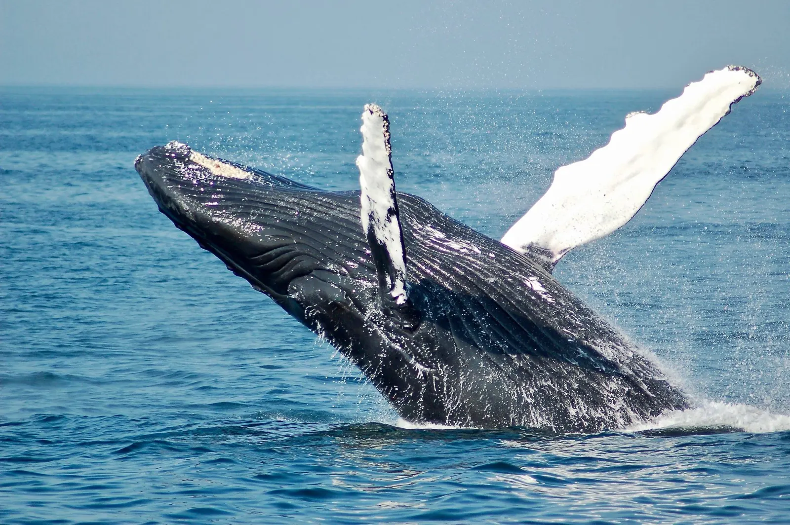 Baleine à bosse qui saute hors de l’eau