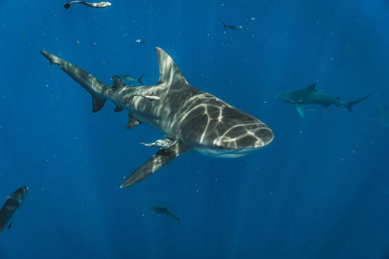 Requin entouré de poissons sous la surface