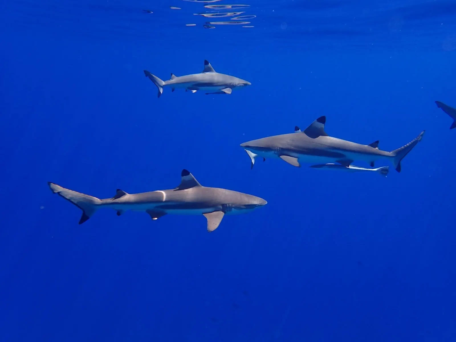 Trois requins de récif dans le bleu