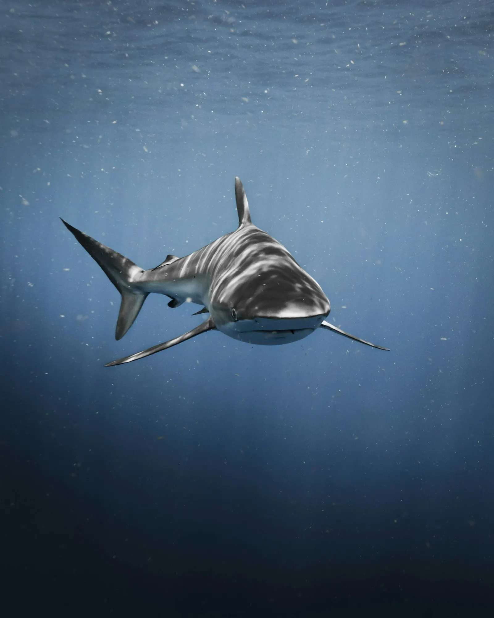 Requin qui nage vers l’objectif en pleine eau