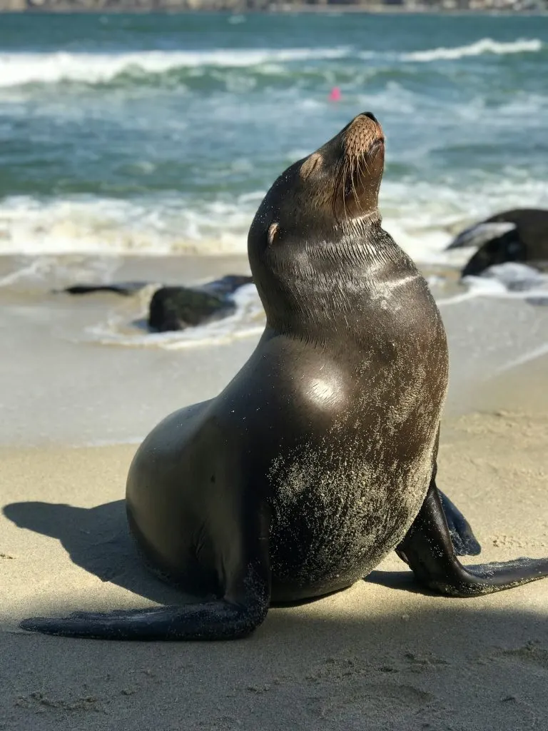 Otarie sur une plage de Basse-Californie