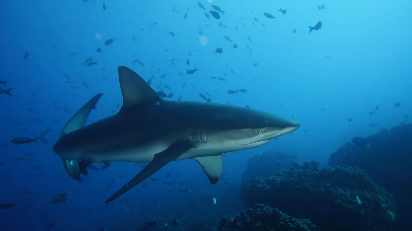 Requin gris de récif en pleine eau