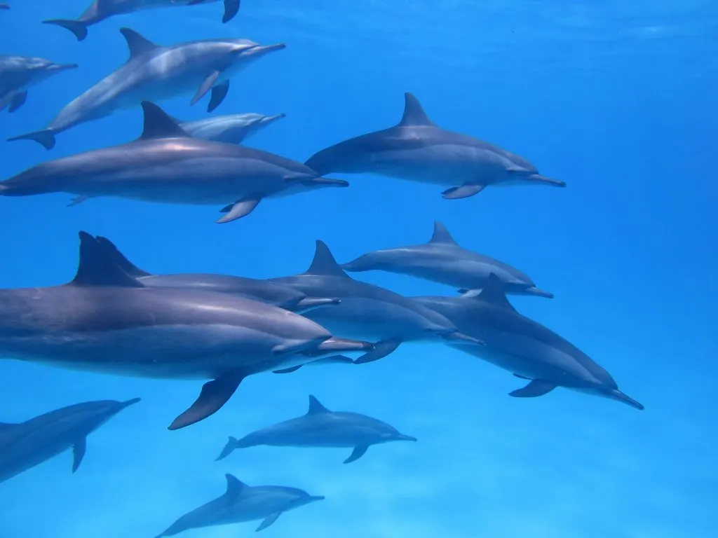 Groupe de dauphins sous l'eau