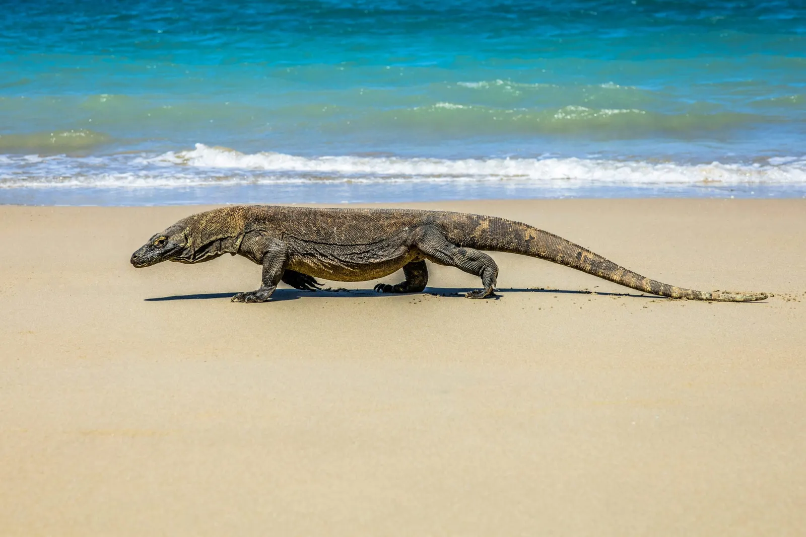 Varan de Komodo marchant sur une plage de sable