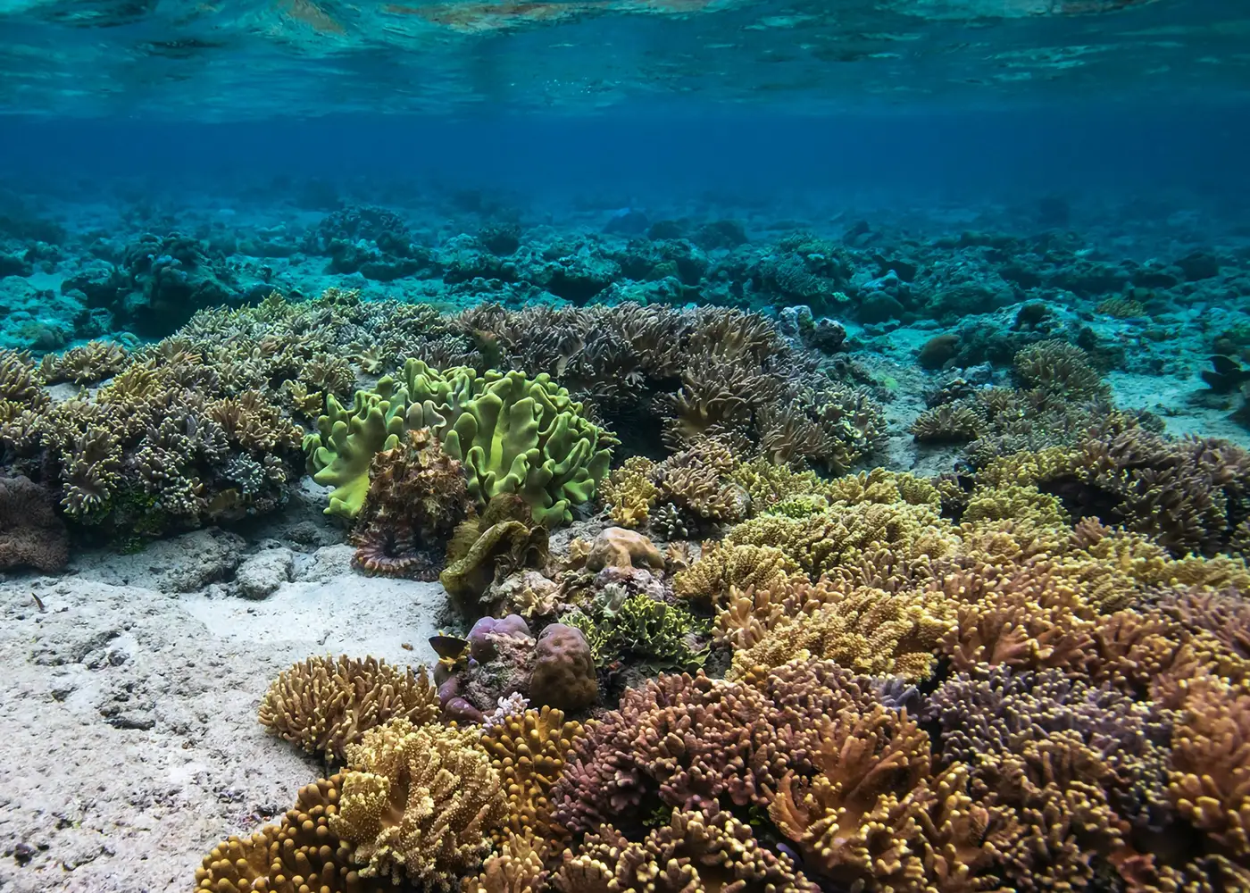 Récif de corail peu profond avec une plage de sable