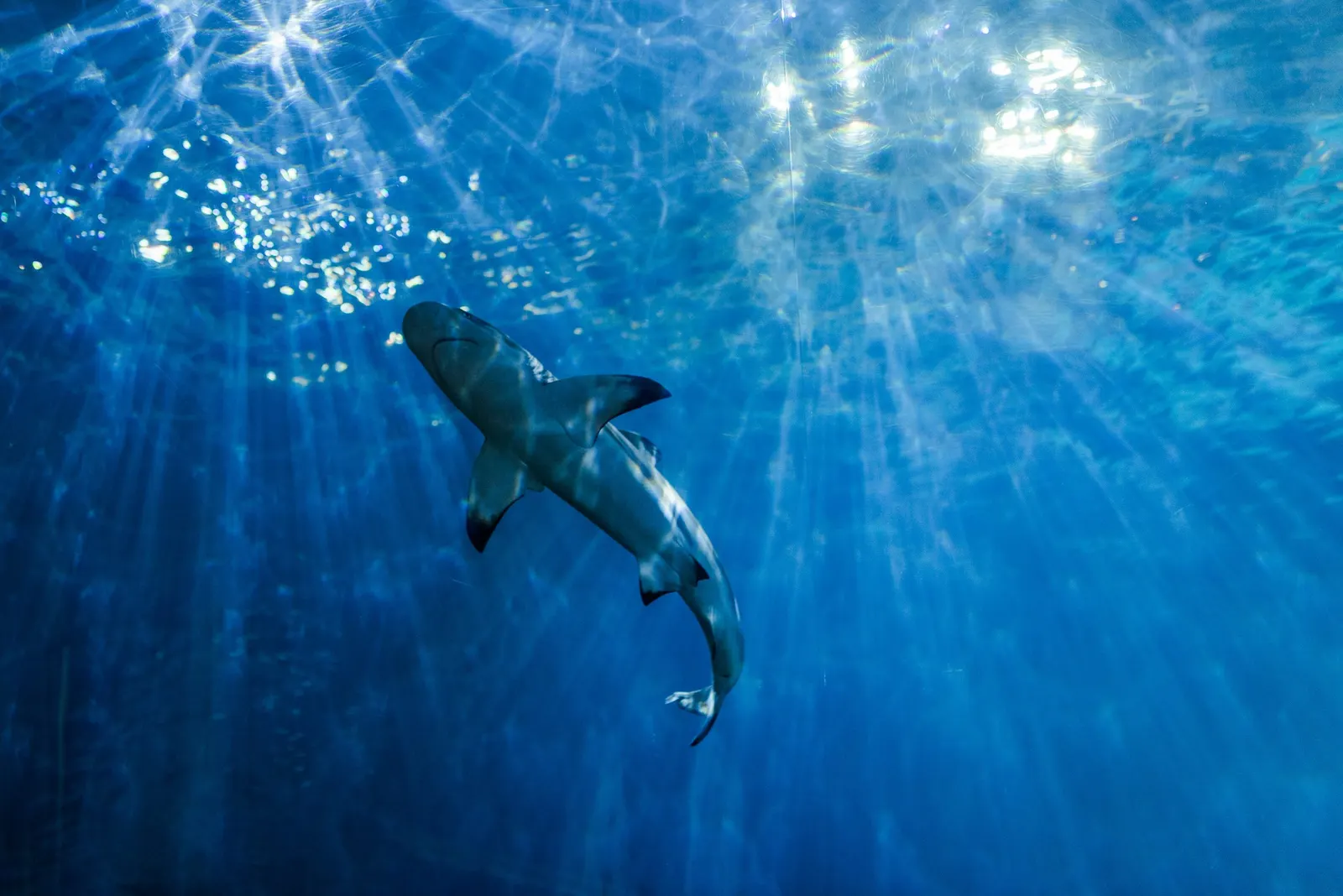Requin de récif dans l'eau bleue traversée par les rayons du soleil