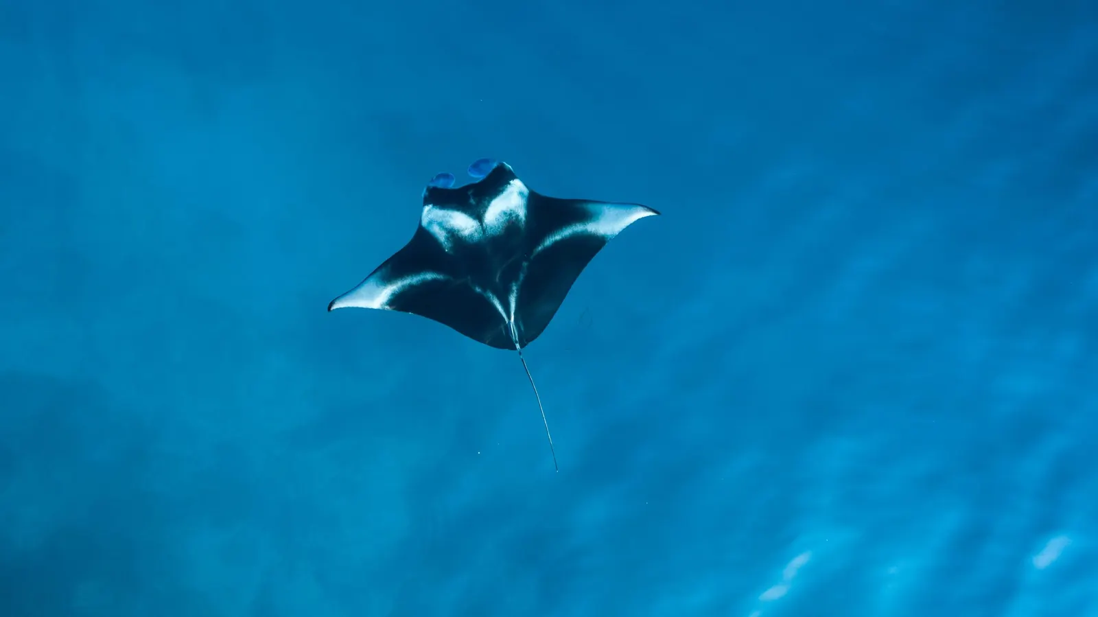 Manta vue de dessus dans l'eau bleue