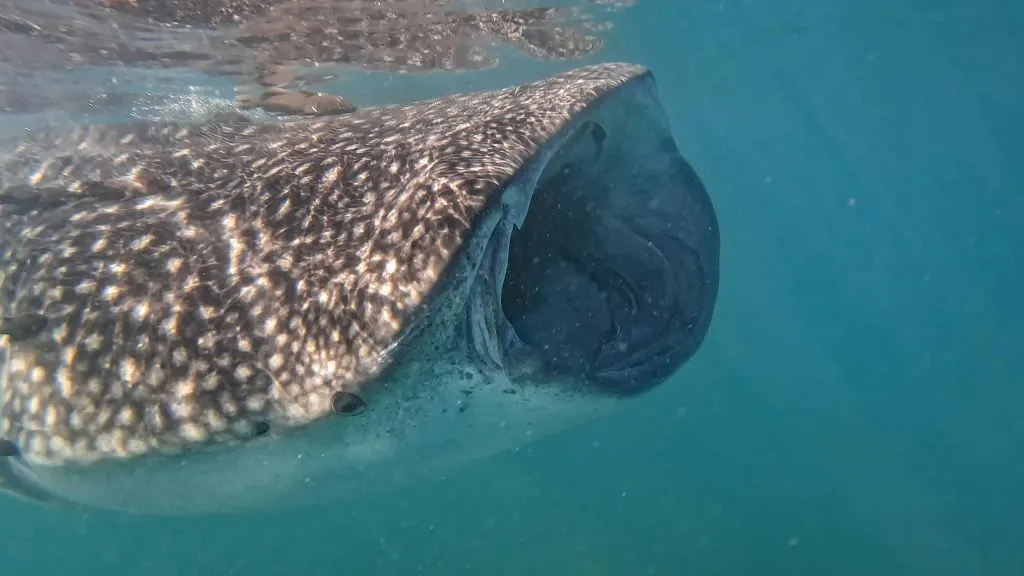 Requin-baleine bouche ouverte près de la surface