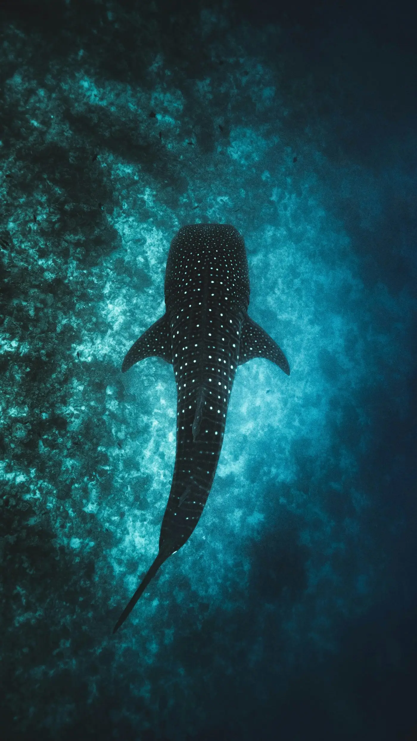 Requin-baleine vu de dessus dans l'eau verte