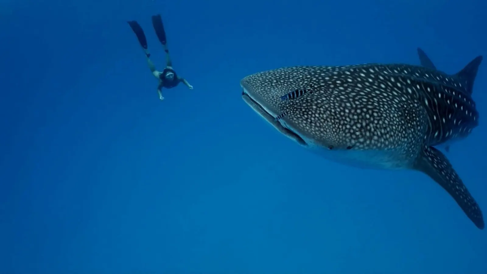 Requin-baleine et plongeur dans le bleu, mer de Cortez
