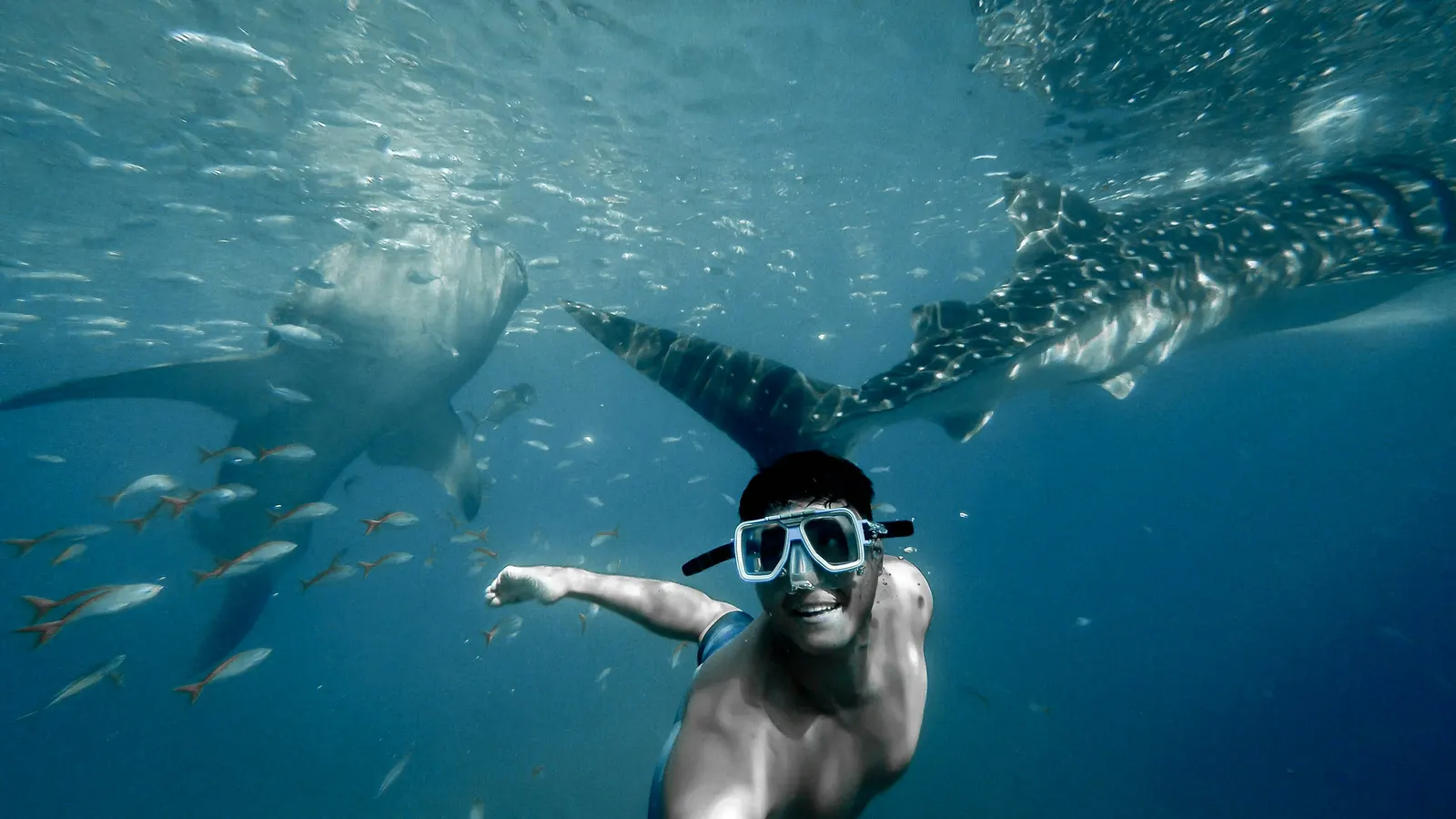 Snorkeleur qui nage à côté d’un requin-baleine