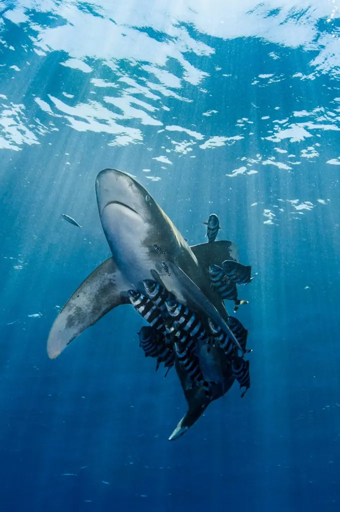 Requin longimane vu de dessous, avec des poissons-pilotes