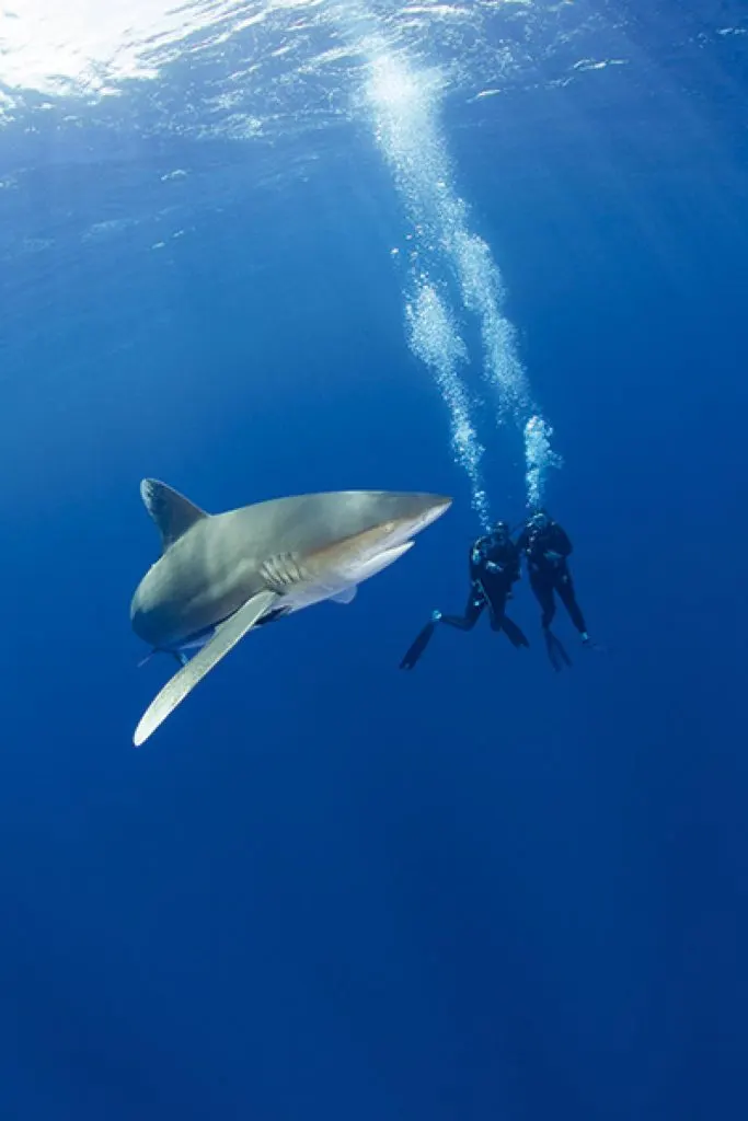 Requin longimane et deux plongeurs dans le bleu