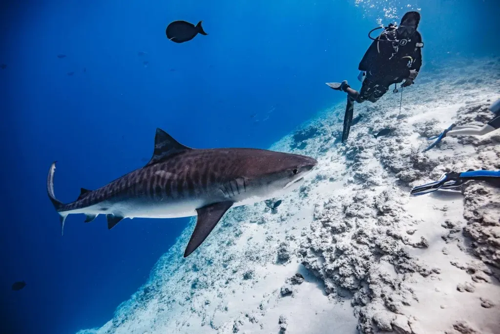 Plongeur au-dessus d'un requin-tigre près du fond