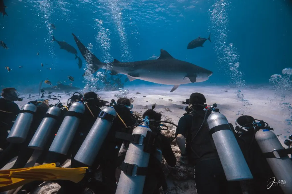 Plongeurs alignés sur le fond pendant qu'un requin-tigre passe