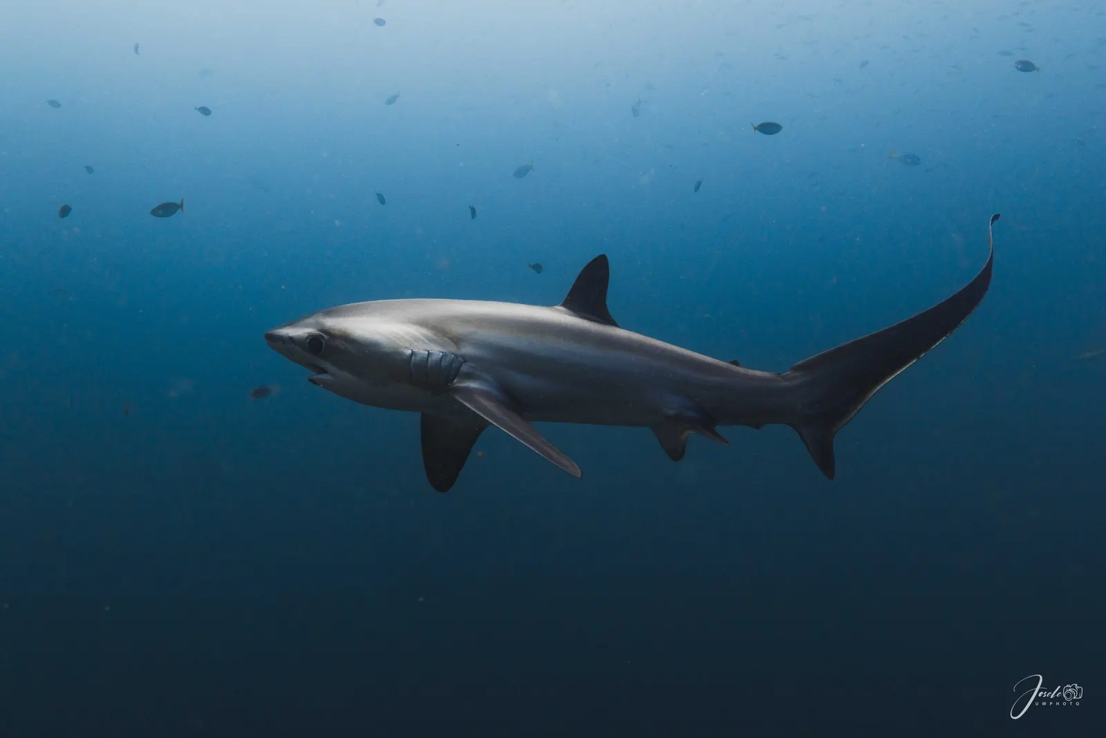 Requin-renard dans le bleu