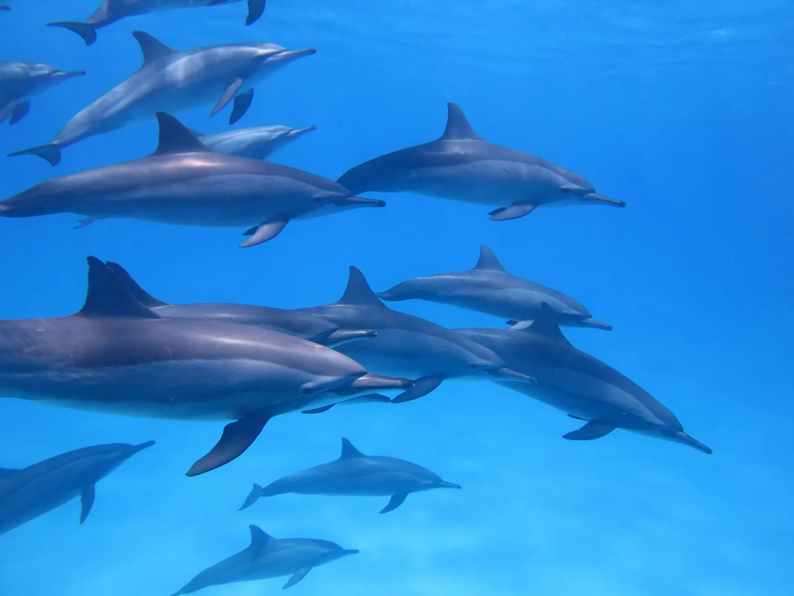 Groupe de dauphins à long bec sous la surface
