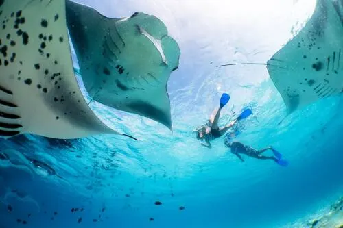 Snorkeleurs au milieu de raies mantas près de la surface