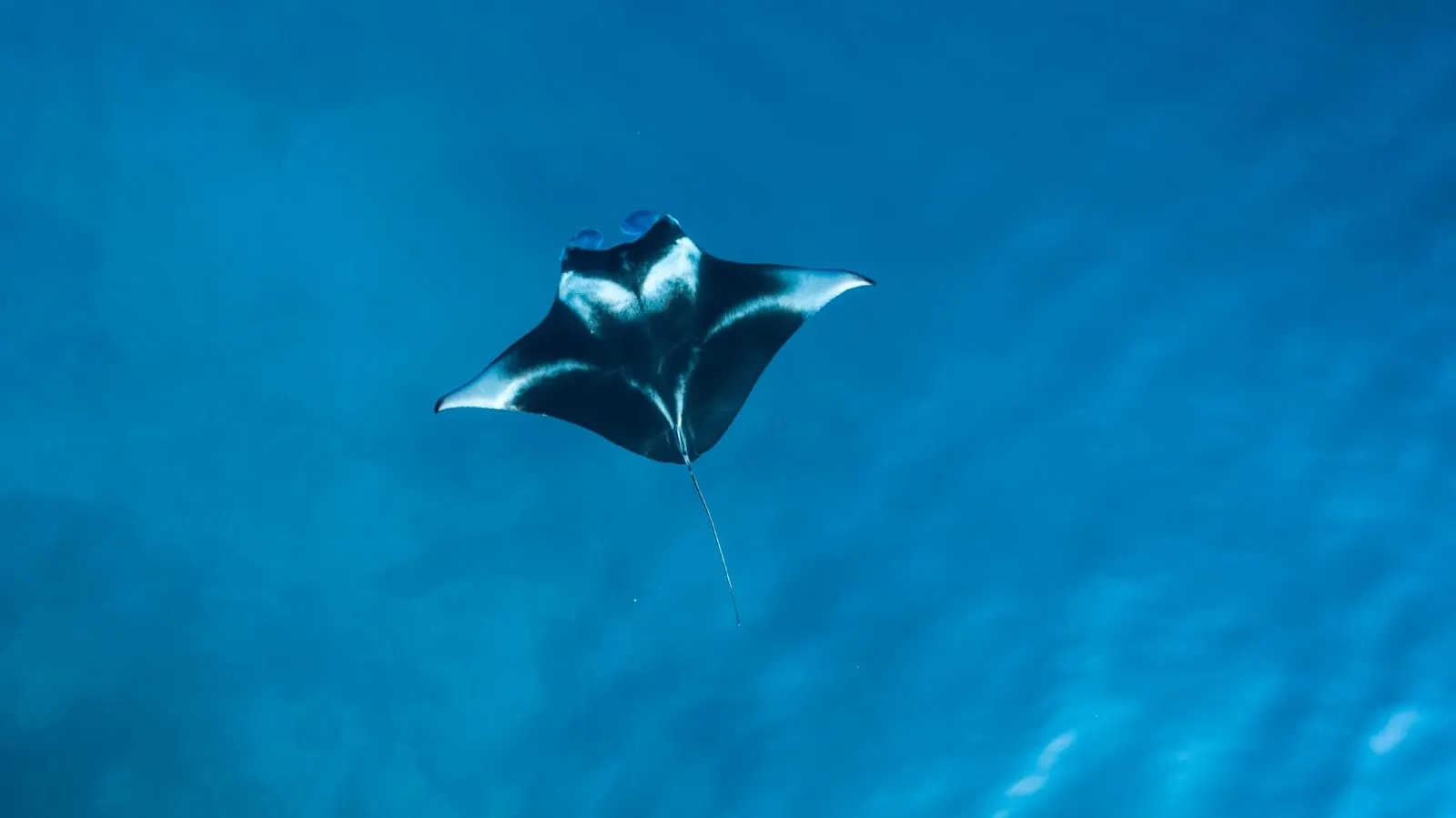 Manta géante vue de dessus dans l’eau bleue