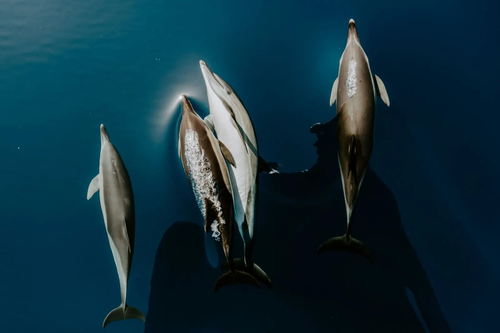 Dauphins vus de dessus, près d'un plongeur