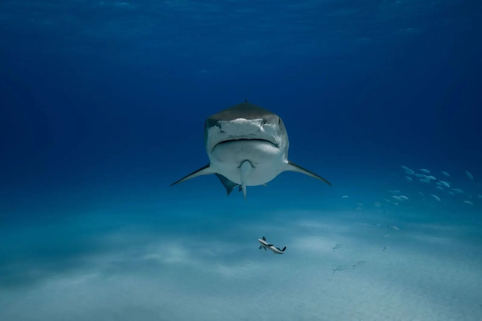Requin-tigre qui s'approche, vu de face