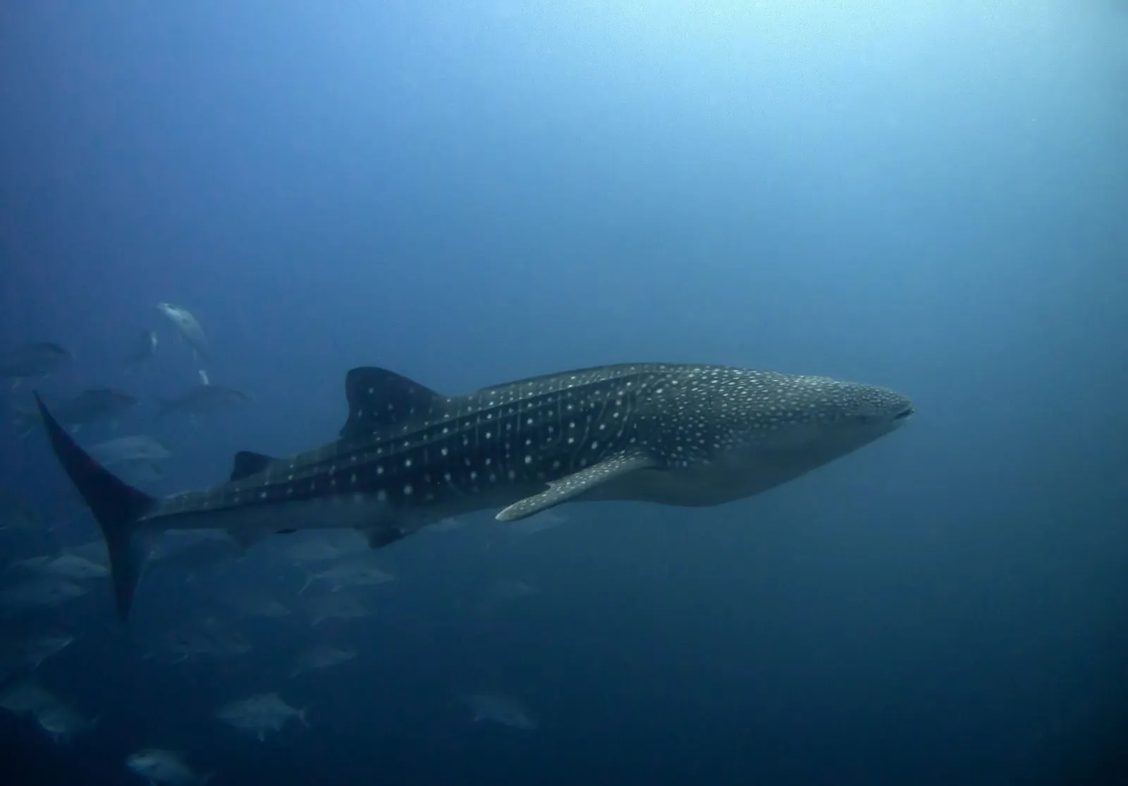 Requin-baleine dans l'eau bleue