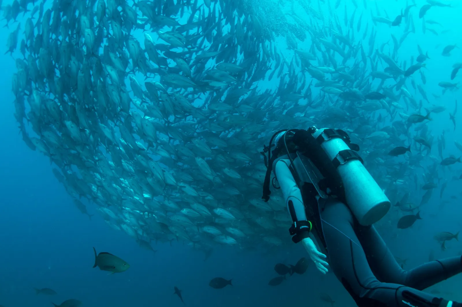 Plongeur face à un banc de poissons dans le Pacifique mexicain